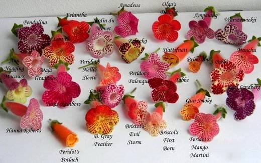 Kohleria6