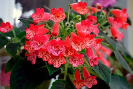 Kohleria7