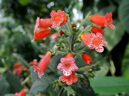 Kohleria8