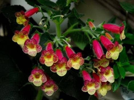 Kohleria9