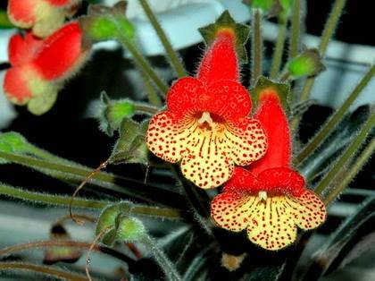 KohleriaBogotensis8