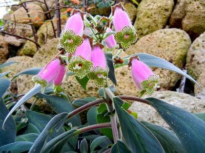 KohleriaDigitaliflora9
