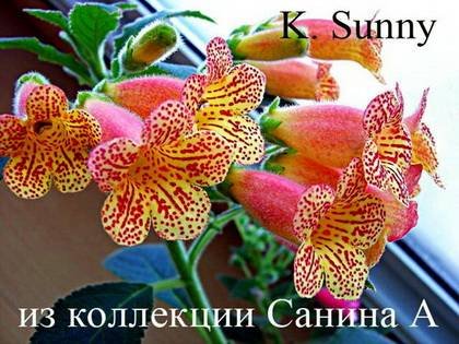 KohleriaSunny9