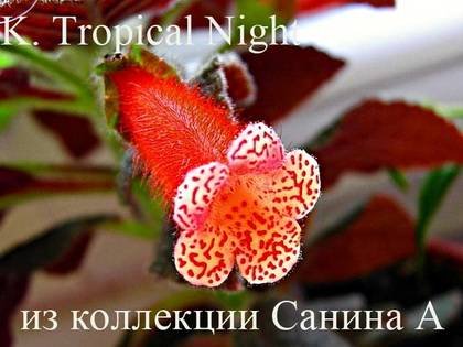 KohleriaTropicalNight9