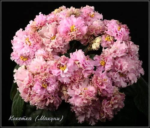 Кокетка5