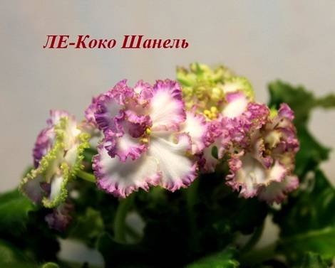 КокоШанель1