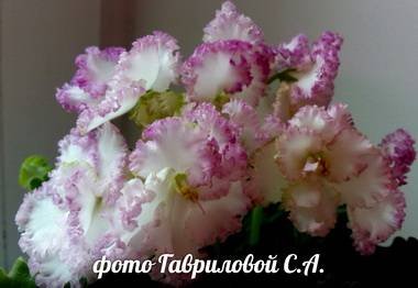 КокоШанель5