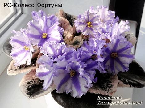 КолесоФортуны1