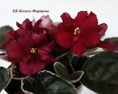 КолесоФортуны2