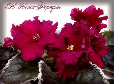 КолесоФортуны5