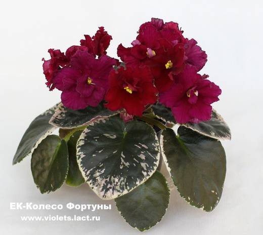 КолесоФортуны6