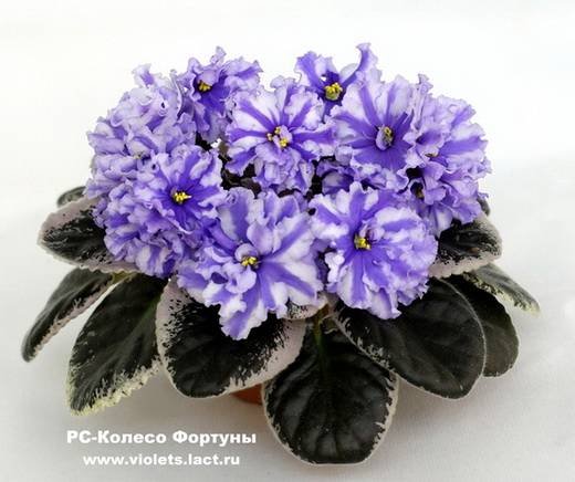 КолесоФортуны6