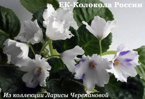 КолоколаРоссии1