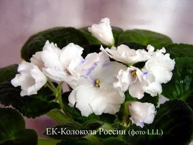 КолоколаРоссии2