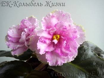 КолыбельЖизни2