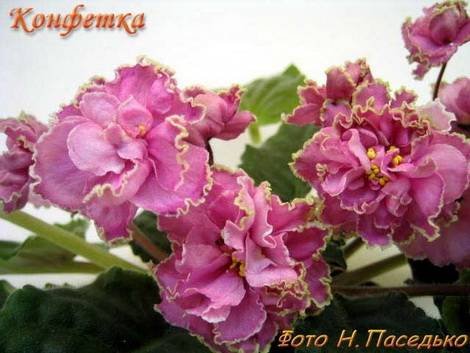 Конфетка1