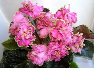 Конфетка9