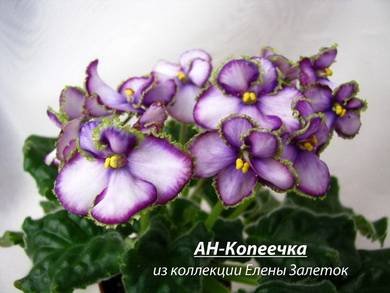 Копеечка4