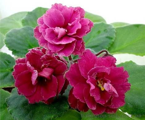 КоралловаяМечта1