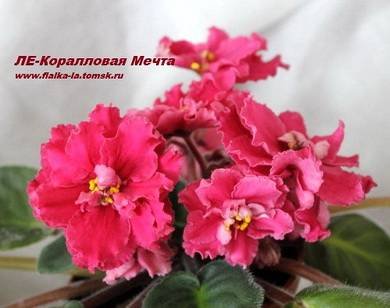 КоралловаяМечта3