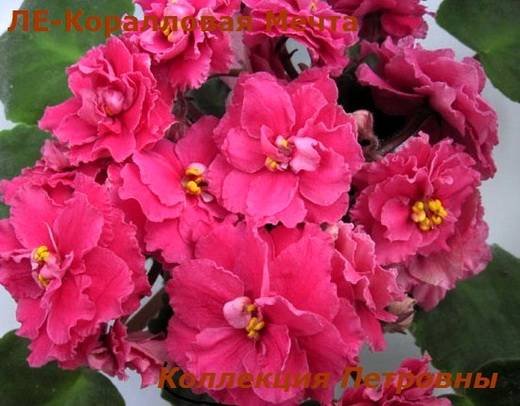 КоралловаяМечта6