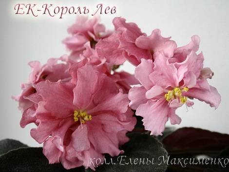 КорольЛев1