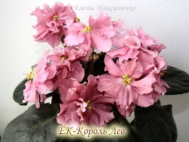 КорольЛев5