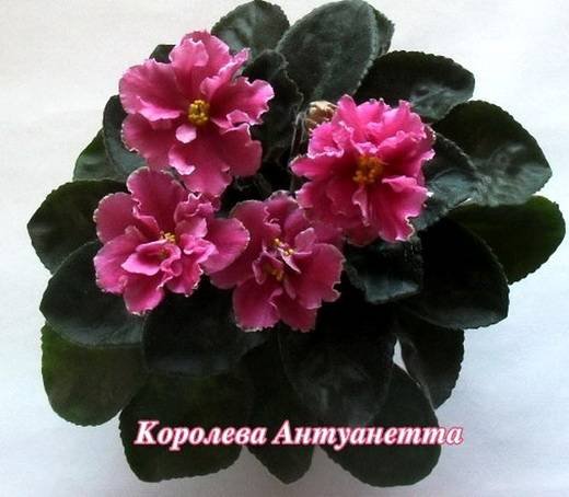 КоролеваАнтуанетта6
