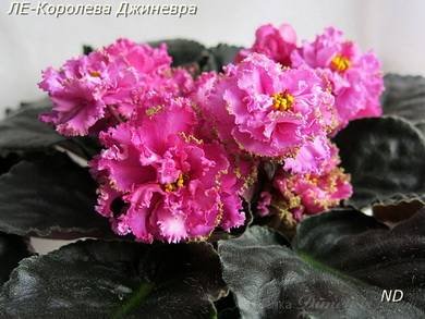 КоролеваДжиневра4