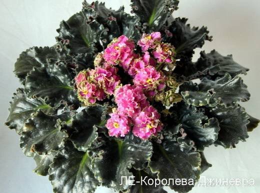 КоролеваДжиневра6