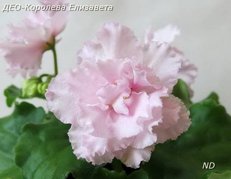 КоролеваЕлизавета1