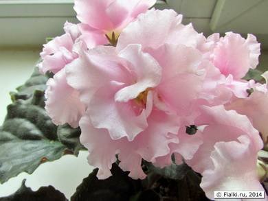 КоролеваЕлизавета2