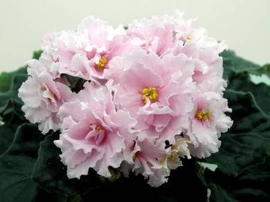 КоролеваЕлизавета3