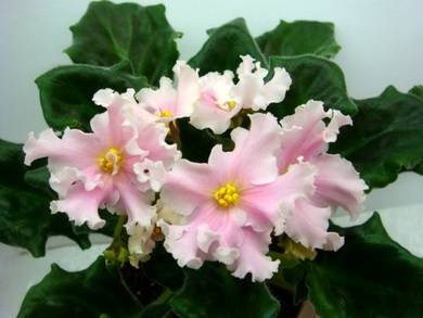 КоролеваЕлизавета4