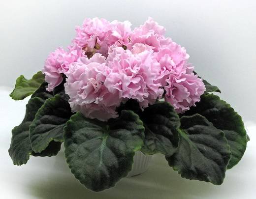 КоролеваЕлизавета6