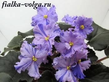 КоролеваЛьда3