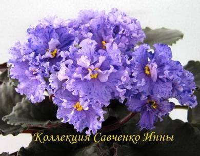 КоролеваЛьда7