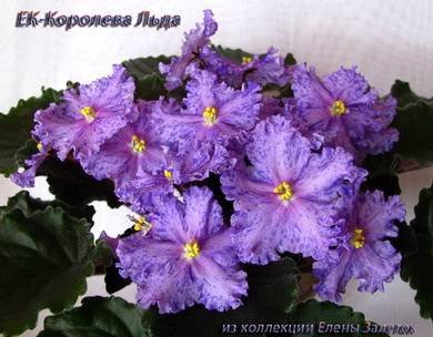 КоролеваЛьда8