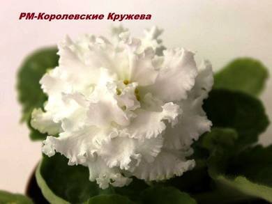 КоролевскиеКружева5