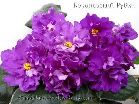 КоролевскийРубин1