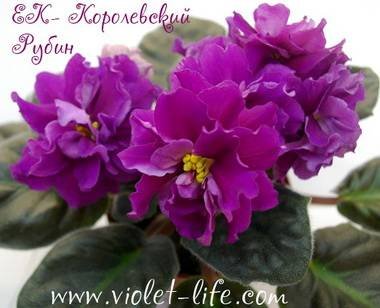 КоролевскийРубин5