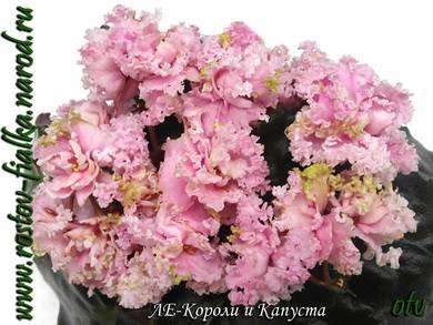 КоролиКапуста3