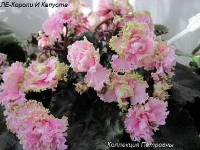 КоролиКапуста4