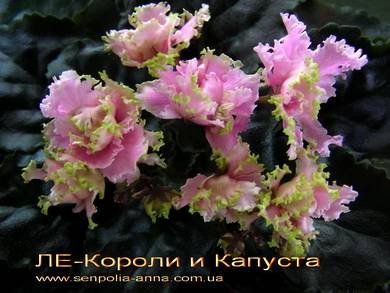 КоролиКапуста5