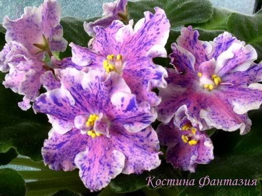 КостинаФантазия5