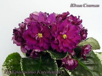 КрасавицаКлеопатра5