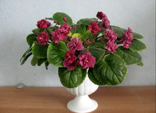 КраснаяРека6
