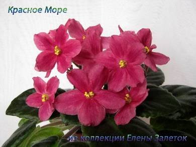 КрасноеМоре2