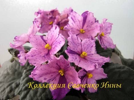 КрокусВесенний1