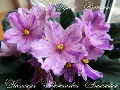 КрокусВесенний2
